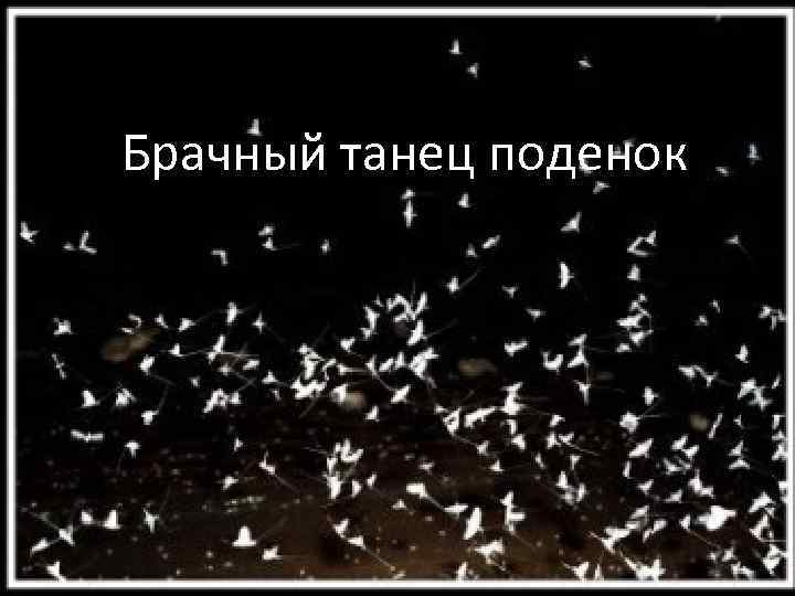 Брачный танец поденок 