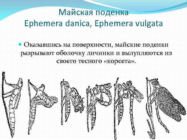 Майская поденка Ephemera daniса, Ephemera vulgata Оказавшись на поверхности, майские поденки разрывают оболочку личинки