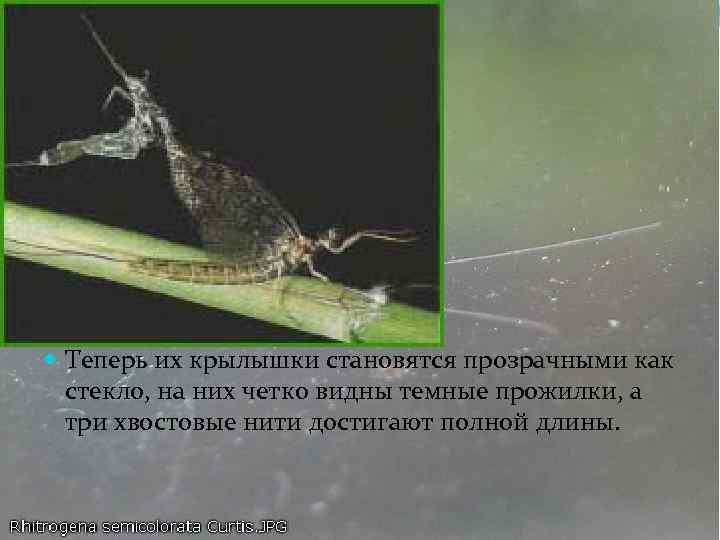  Теперь их крылышки становятся прозрачными как стекло, на них четко видны темные прожилки,