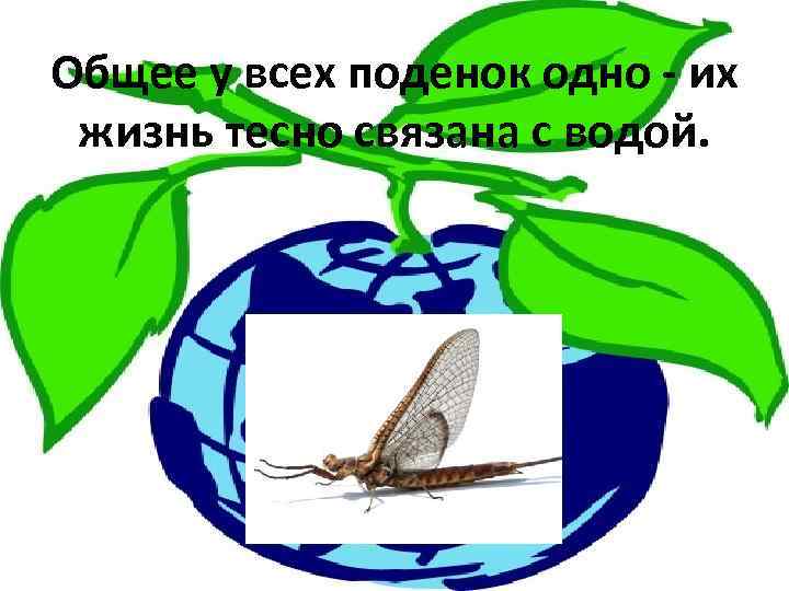 Общее у всех поденок одно - их жизнь тесно связана с водой. 