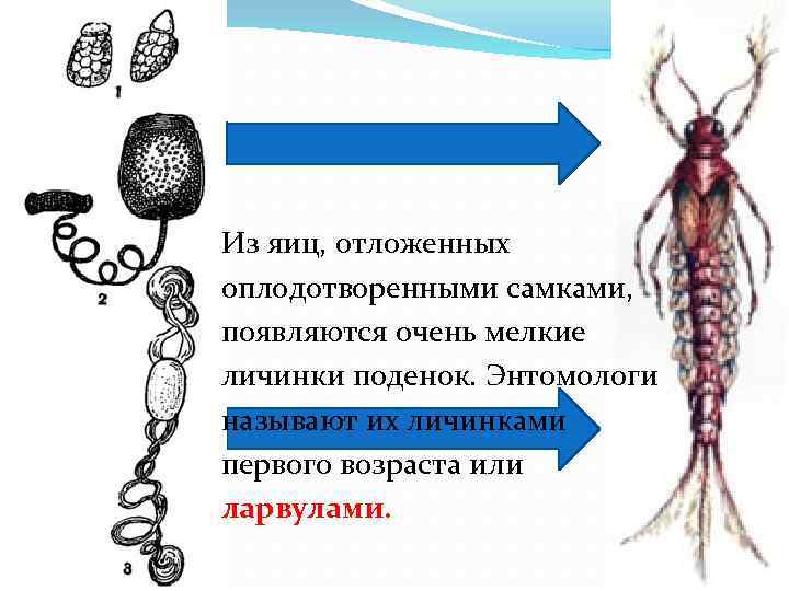 Из яиц, отложенных оплодотворенными самками, появляются очень мелкие личинки поденок. Энтомологи называют их личинками