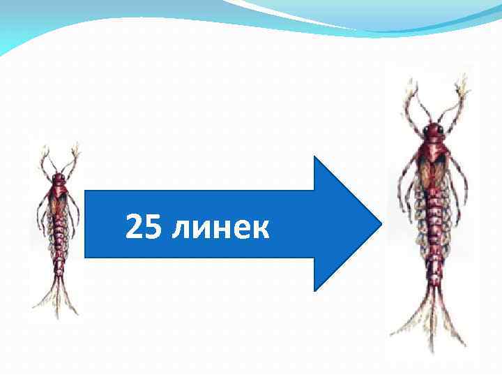 25 линек 