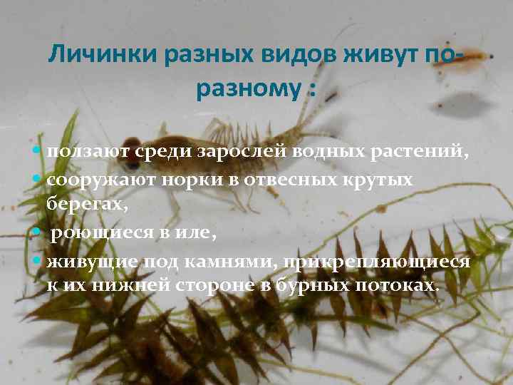 Личинки разных видов живут поразному : ползают среди зарослей водных растений, сооружают норки в