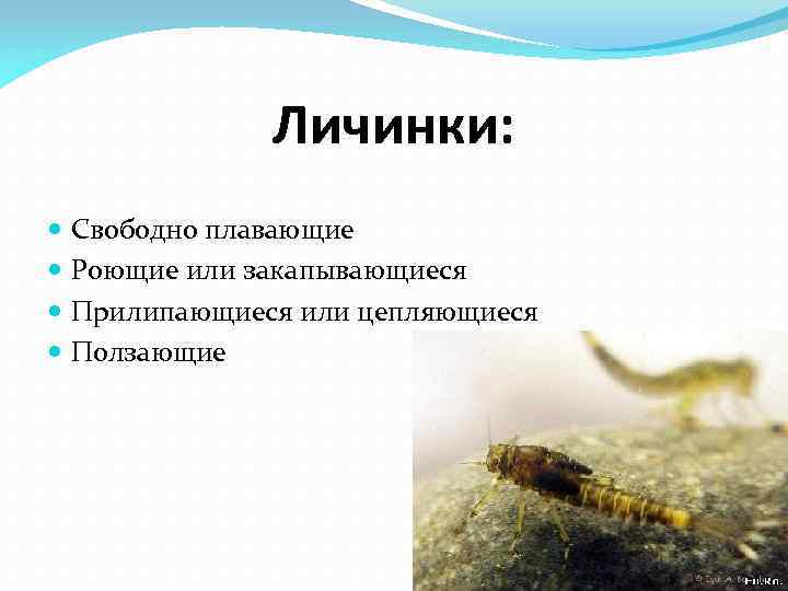 Личинки: Свободно плавающие Роющие или закапывающиеся Прилипающиеся или цепляющиеся Ползающие 
