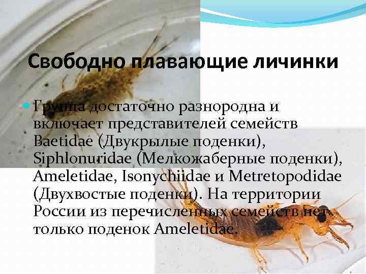 Свободно плавающие личинки Группа достаточно разнородна и включает представителей семейств Baetidae (Двукрылые поденки), Siphlonuridae