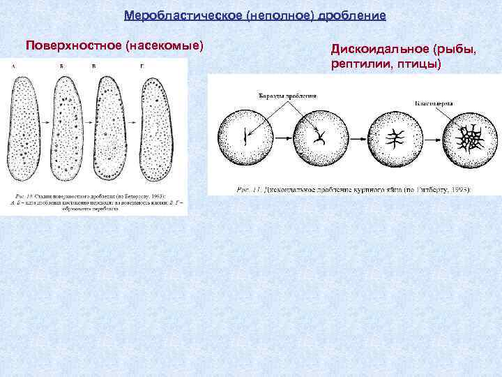 Меробластическое (неполное) дробление Поверхностное (насекомые) Дискоидальное (рыбы, рептилии, птицы) 