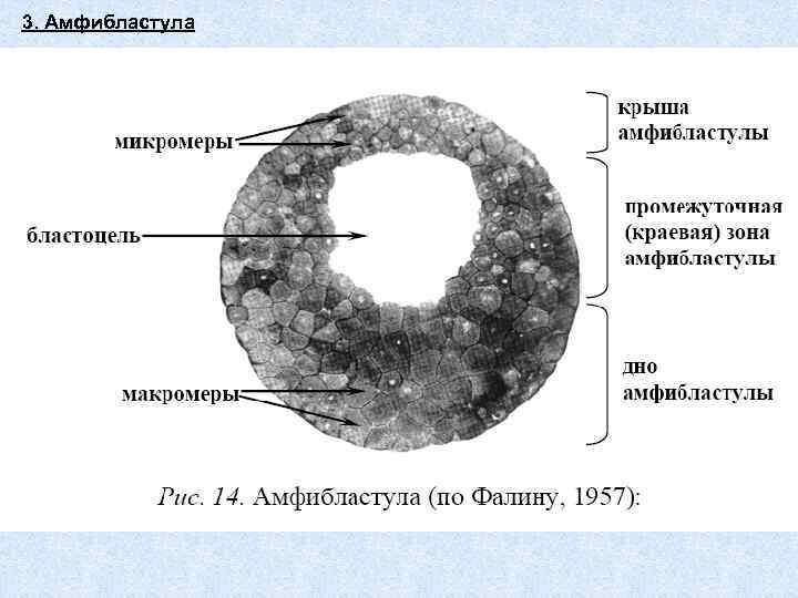 3. Амфибластула 