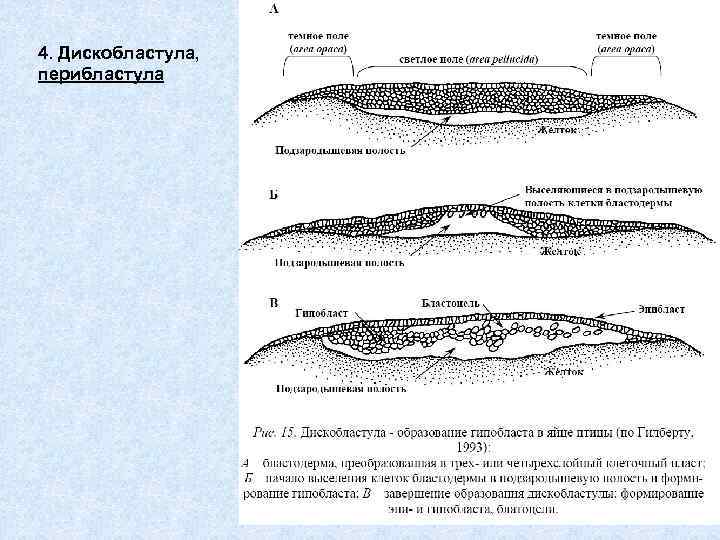 4. Дискобластула, перибластула 
