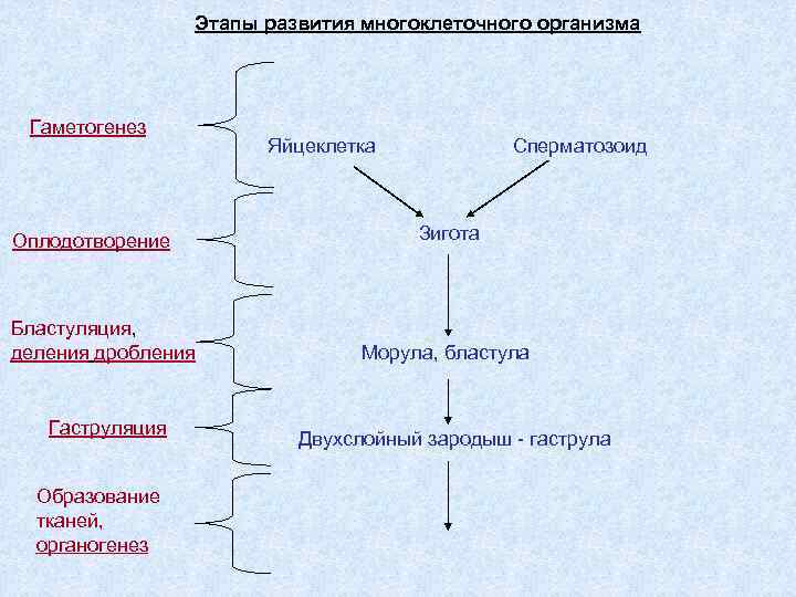 Рассмотрите рисунок на котором изображен процесс образования бластулы многоклеточного зародыша