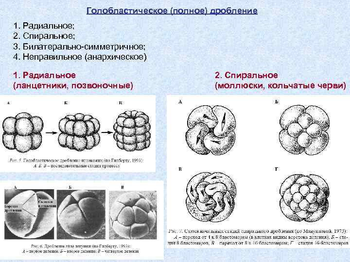 Голобластическое (полное) дробление 1. Радиальное; 2. Спиральное; 3. Билатерально-симметричное; 4. Неправильное (анархическое) 1. Радиальное