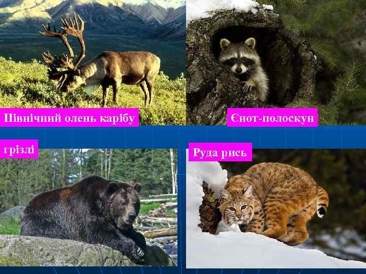 Північний олень карібу грізлі Єнот-полоскун Руда рись 