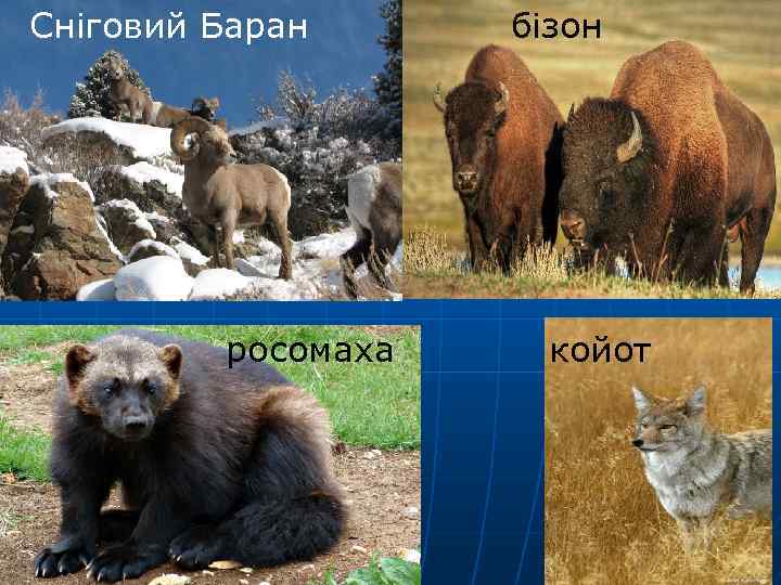 Сніговий Баран росомаха бізон койот 
