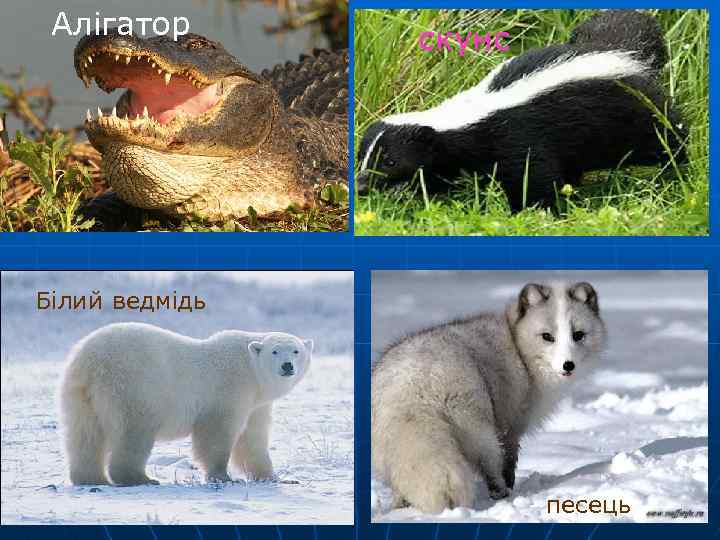 Алігатор скунс Білий ведмідь песець 