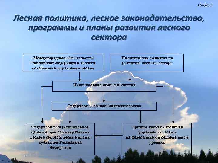 Анализ документов прогноз развития лесного сектора