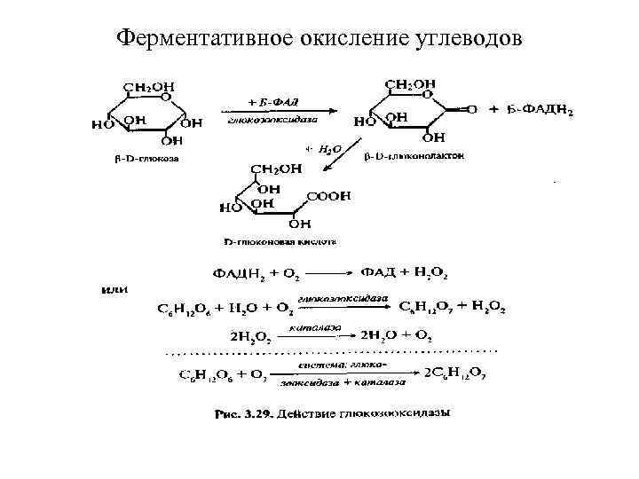 Ферментативное окисление углеводов 