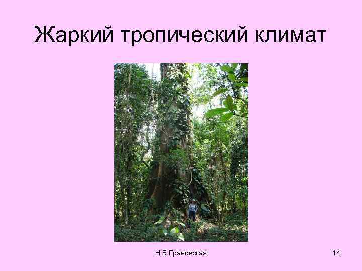 Жаркий тропический климат Н. В. Грановская 14 