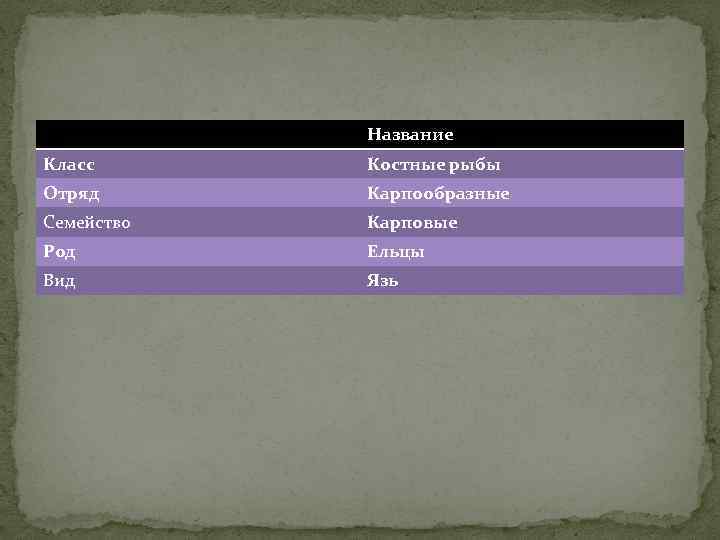 Название Класс Костные рыбы Отряд Карпообразные Семейство Карповые Род Ельцы Вид Язь 