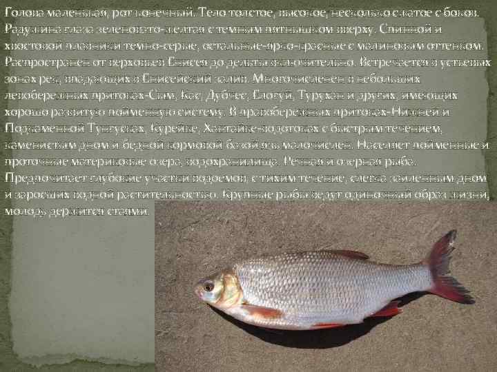 Голова маленькая, рот конечный. Тело толстое, высокое, несколько сжатое с боков. Радужина глаза зеленовато-желтая