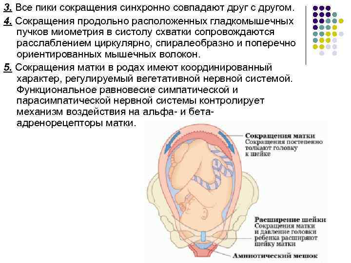 3. Все пики сокращения синхронно совпадают друг с другом. 4. Сокращения продольно расположенных гладкомышечных