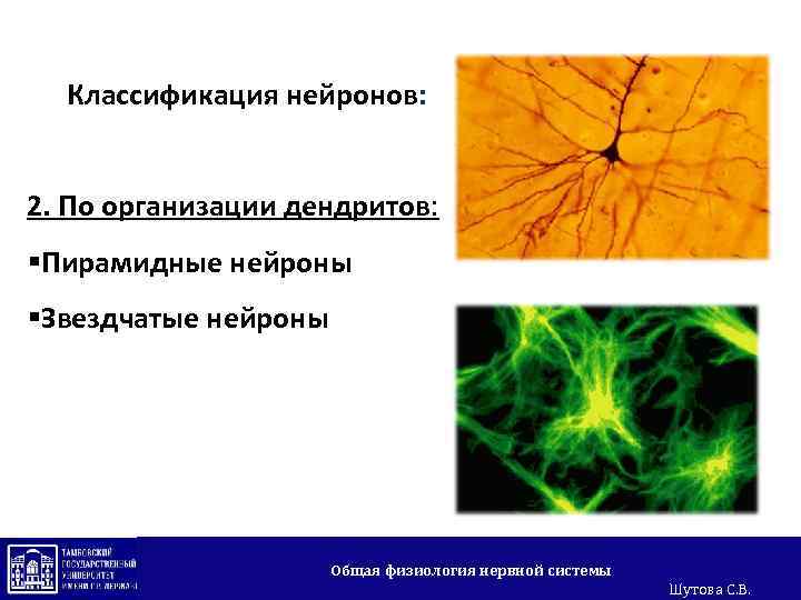 Классификация нейронов: 2. По организации дендритов: §Пирамидные нейроны §Звездчатые нейроны Общая физиология нервной системы