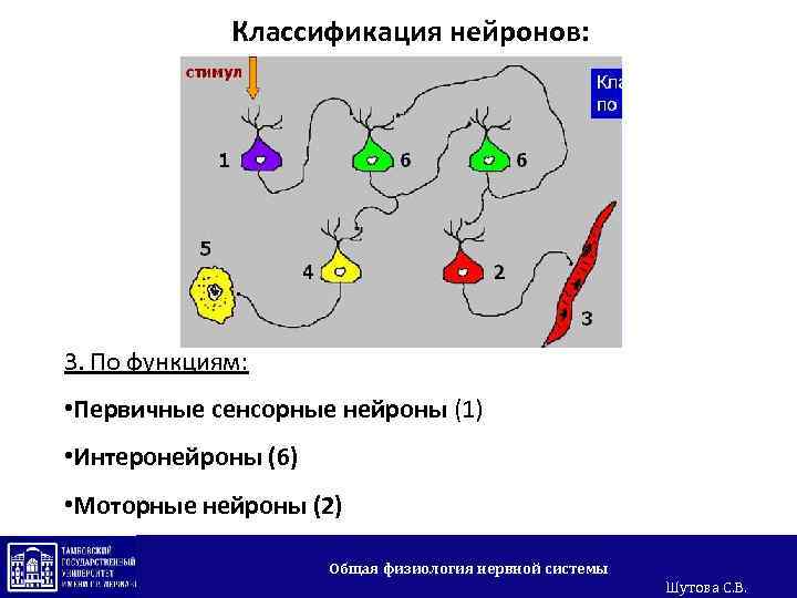 Классификация нейронов: 3. По функциям: • Первичные сенсорные нейроны (1) • Интеронейроны (6) •