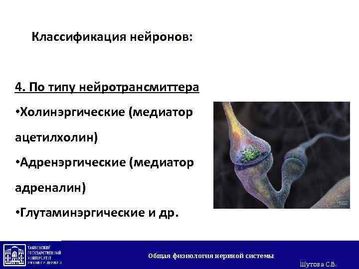 Классификация нейронов: 4. По типу нейротрансмиттера • Холинэргические (медиатор ацетилхолин) • Адренэргические (медиатор адреналин)
