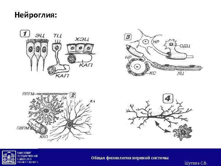 Нейроглия: Общая физиология нервной системы Шутова С. В. 