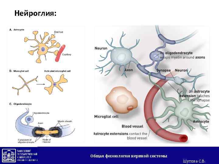 Нейроглия: Общая физиология нервной системы Шутова С. В. 