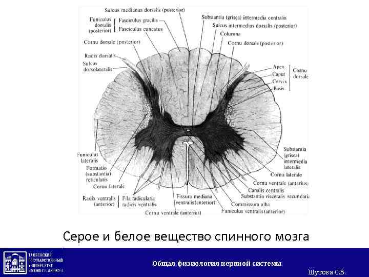 Серое и белое вещество спинного мозга Общая физиология нервной системы Шутова С. В. 