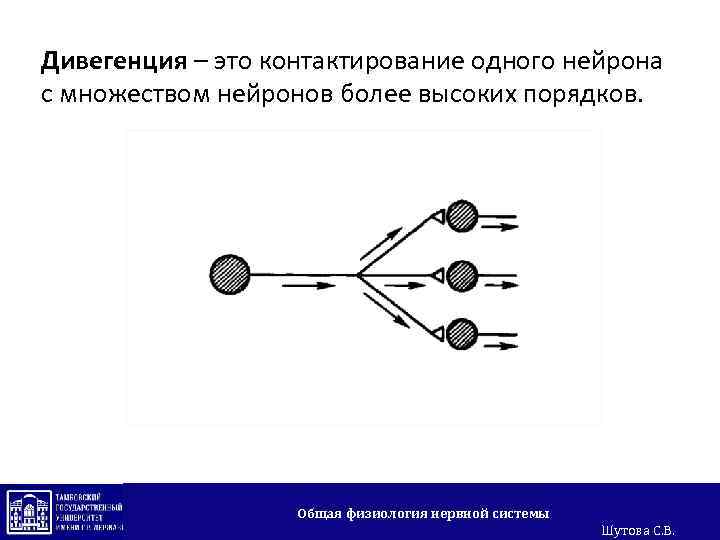 Дивегенция – это контактирование одного нейрона с множеством нейронов более высоких порядков. Общая физиология