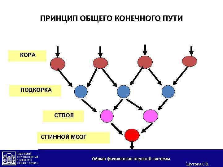 ПРИНЦИП ОБЩЕГО КОНЕЧНОГО ПУТИ КОРА ПОДКОРКА СТВОЛ СПИННОЙ МОЗГ Общая физиология нервной системы Шутова