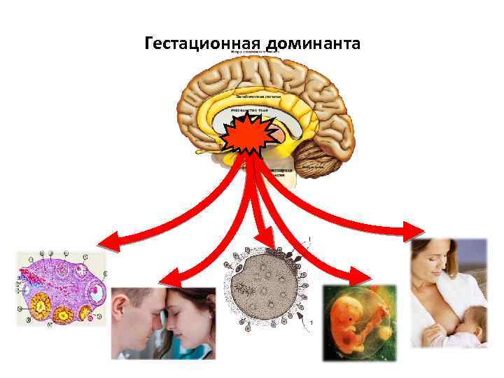 Гестационная доминанта 