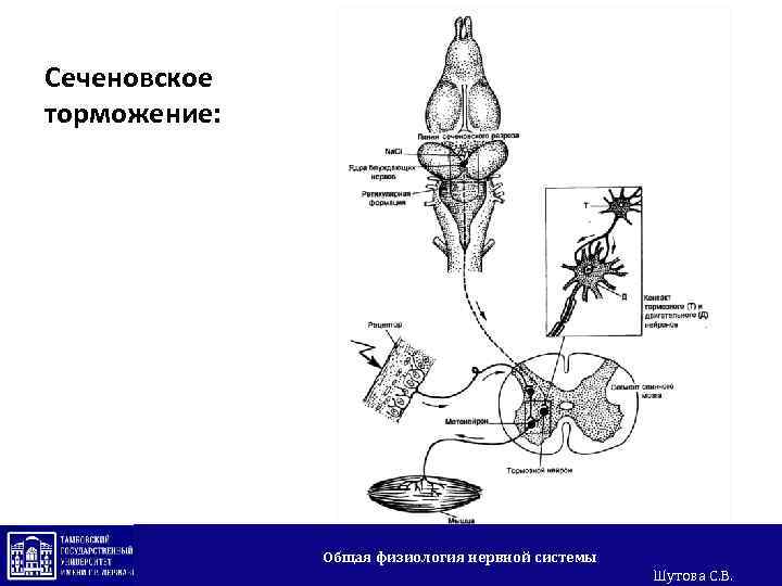 Сеченовское торможение: Общая физиология нервной системы Шутова С. В. 
