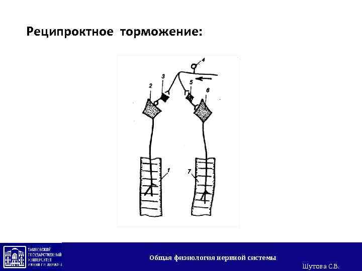 Реципроктное торможение: Общая физиология нервной системы Шутова С. В. 