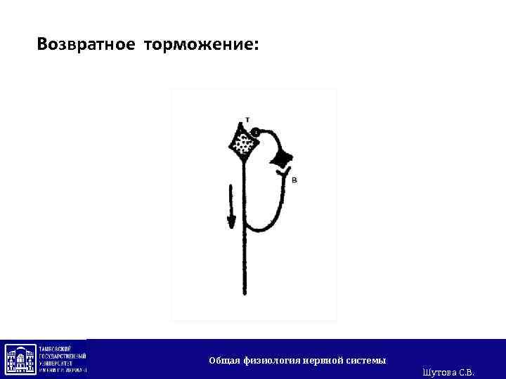 Возвратное торможение: Общая физиология нервной системы Шутова С. В. 