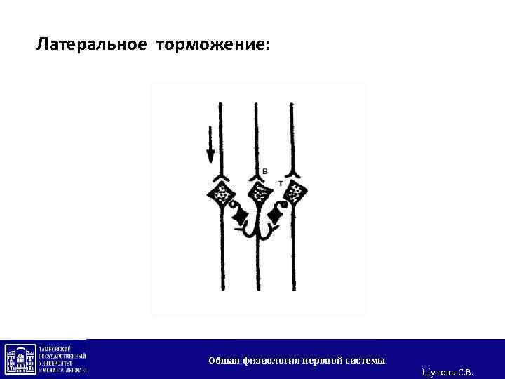 Латеральное торможение: Общая физиология нервной системы Шутова С. В. 