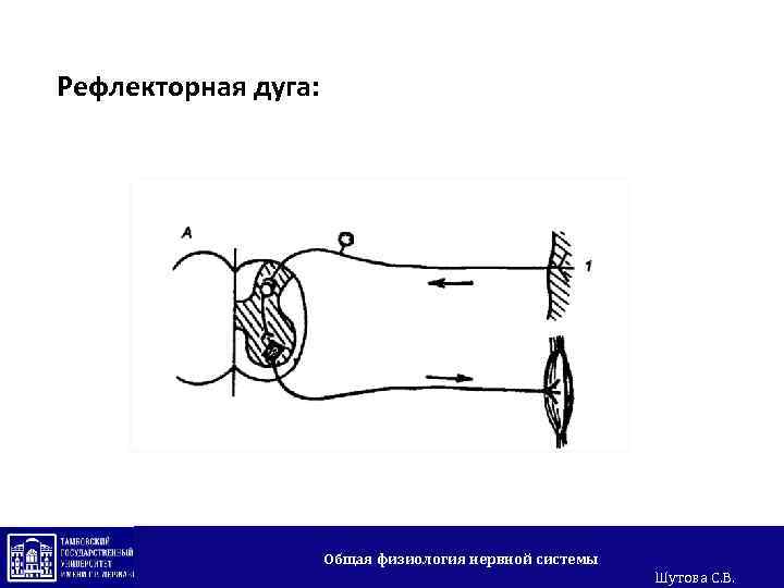 Рефлекторная дуга: Общая физиология нервной системы Шутова С. В. 