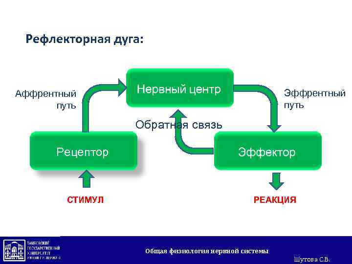 Рефлекторная дуга: Эффрентный путь Аффрентный путь Обратная связь Рецептор СТИМУЛ РЕАКЦИЯ Общая физиология нервной