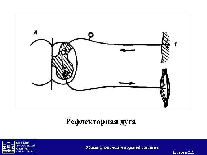 Рефлекторная дуга Общая физиология нервной системы Шутова С. В. 