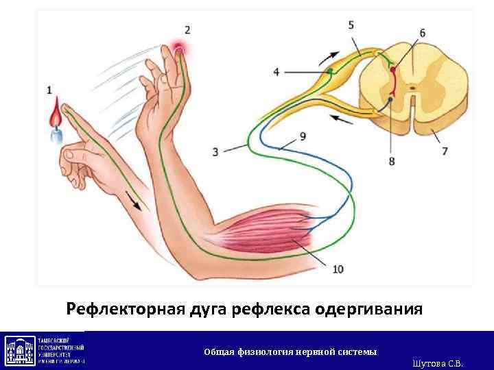 Рефлекторная дуга рефлекса одергивания Общая физиология нервной системы Шутова С. В. 