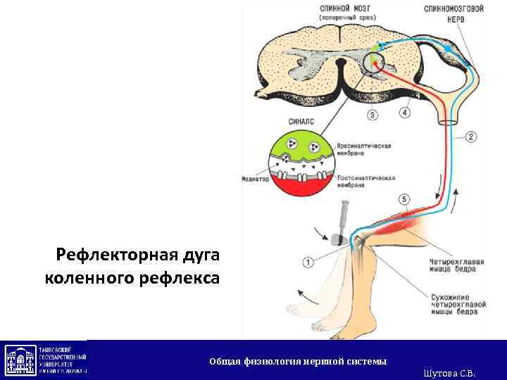 Рефлекторная дуга коленного рефлекса Общая физиология нервной системы Шутова С. В. 