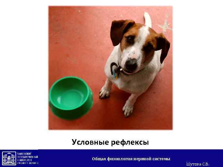 Условные рефлексы Общая физиология нервной системы Шутова С. В. 