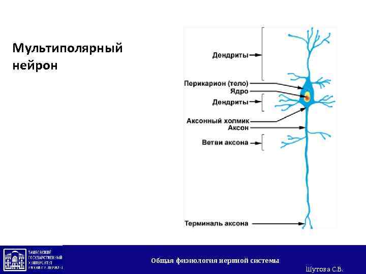 Мультиполярный нейрон Общая физиология нервной системы Шутова С. В. 