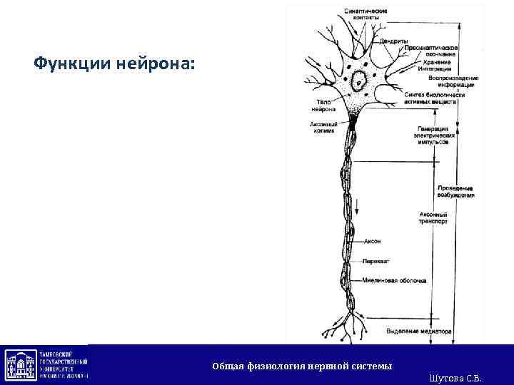 Функции нейрона: Общая физиология нервной системы Шутова С. В. 