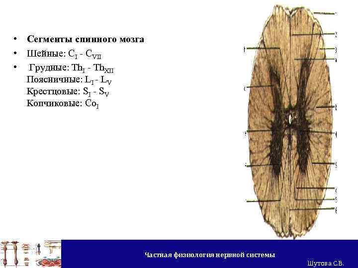  • Сегменты спинного мозга • Шейные: CI - CVII • Грудные: Th. I