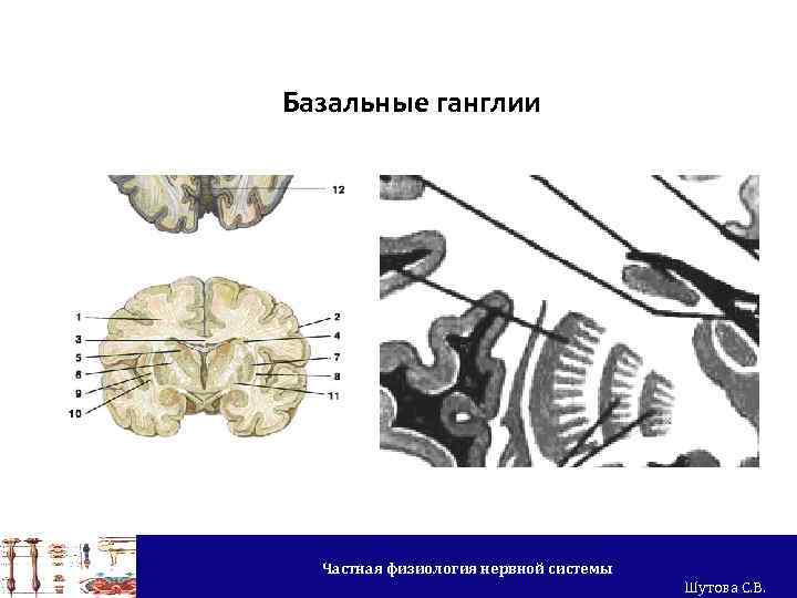 Базальные ганглии Частная физиология нервной системы Шутова С. В. 