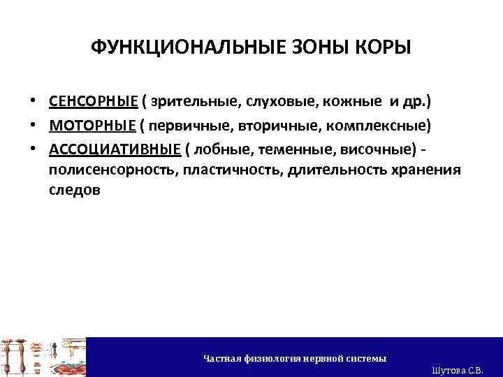 ФУНКЦИОНАЛЬНЫЕ ЗОНЫ КОРЫ • СЕНСОРНЫЕ ( зрительные, слуховые, кожные и др. ) • МОТОРНЫЕ