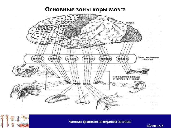 Основные зоны коры мозга Частная физиология нервной системы Шутова С. В. 