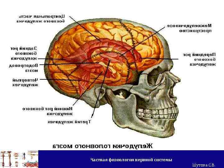 Частная физиология нервной системы Шутова С. В. 