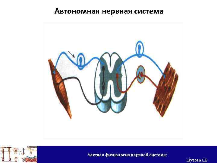 Автономная нервная система Частная физиология нервной системы Шутова С. В. 